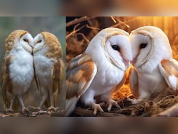 जब उल्लू भी हुआ इश्क में दीवाना…पेड़ पर बैठे कपल बर्ड्स का वीडियो 10 करोड़ व्यूज के पार जब उल्लू भी हुआ इश्क में दीवाना…पेड़ पर बैठे कपल बर्ड्स का वीडियो 10 करोड़ व्यूज के पार