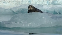 48,646 Species Now At Risk Of Extinction: World's Top Conservation Body