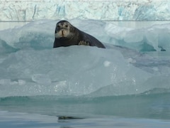 48,646 Species Now At Risk Of Extinction: World's Top Conservation Body