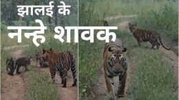 Satpura Tiger Reserve: जन्म के बाद पहली बार मां के साथ नजर आए तीन नन्हे शावक, कैमरे में कैद हुई इनकी मस्ती