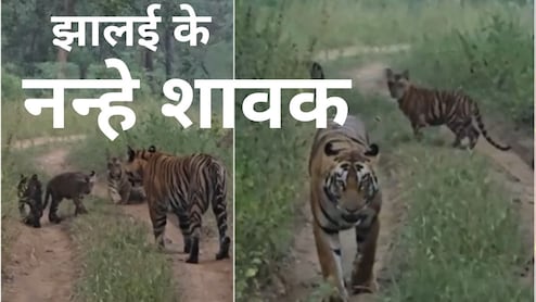 Satpura Tiger Reserve: जन्म के बाद पहली बार मां के साथ नजर आए तीन नन्हे शावक, कैमरे में कैद हुई इनकी मस्ती