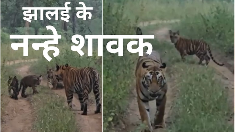 Satpura Tiger Reserve: जन्म के बाद पहली बार मां के साथ नजर आए तीन नन्हे शावक, कैमरे में कैद हुई इनकी मस्ती Satpura Tiger Reserve: जन्म के बाद पहली बार मां के साथ नजर आए तीन नन्हे शावक, कैमरे में कैद हुई इनकी मस्ती