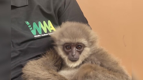 मुंबई एयरपोर्ट पर विदेशी यात्री के बैग से दो सिलवरी गिबन बरामद  मुंबई एयरपोर्ट पर विदेशी यात्री के बैग से दो सिलवरी गिबन बरामद