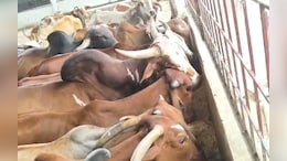 CM यादव ने गोवर्धन पूजा के लिए दिए आदेश; बड़वानी की नर्मदा गौशाला में हो रही विशेष तैयारी&nbsp;