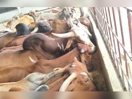 CM यादव ने गोवर्धन पूजा के लिए दिए आदेश; बड़वानी की नर्मदा गौशाला में हो रही विशेष तैयारी  CM यादव ने गोवर्धन पूजा के लिए दिए आदेश; बड़वानी की नर्मदा गौशाला में हो रही विशेष तैयारी