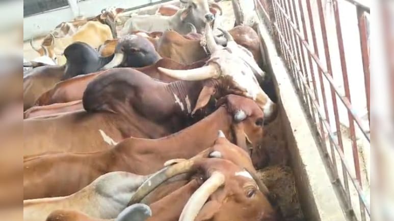 CM यादव ने गोवर्धन पूजा के लिए दिए आदेश; बड़वानी की नर्मदा गौशाला में हो रही विशेष तैयारी CM यादव ने गोवर्धन पूजा के लिए दिए आदेश; बड़वानी की नर्मदा गौशाला में हो रही विशेष तैयारी