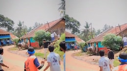 Video: Karnataka Ex-MLA Gored During Bull Race Festival