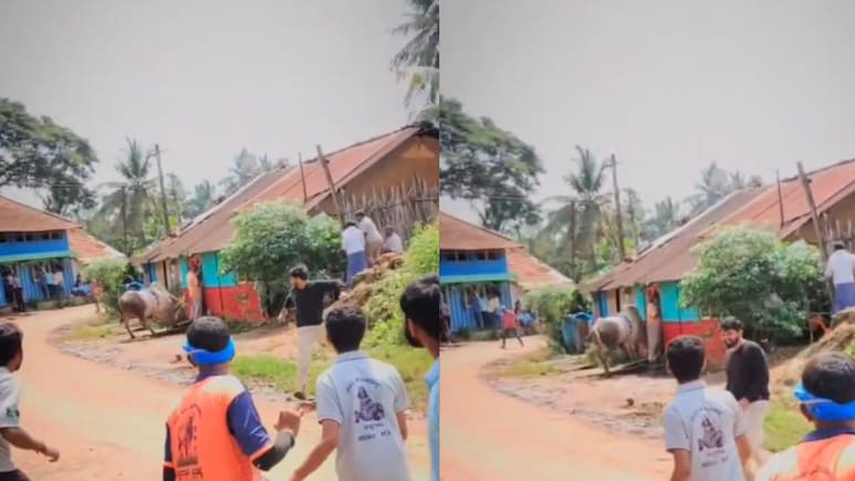 Video: Karnataka Ex-MLA Gored During Bull Race Festival Video: Karnataka Ex-MLA Gored During Bull Race Festival