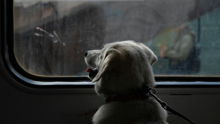 How To Take Your Pet On A Train In India: Rules, Costs, And Pro Tips