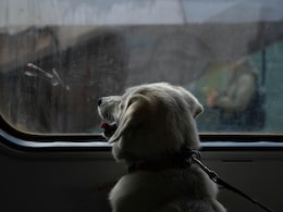 How To Take Your Pet On A Train In India: Rules, Costs, And Pro Tips How To Take Your Pet On A Train In India: Rules, Costs, And Pro Tips