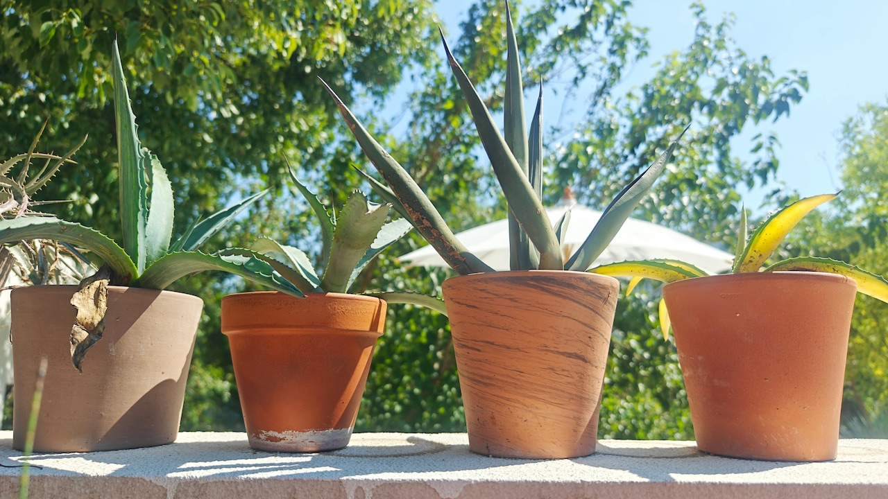 Best Planters to Add Style and Freshness to Small Apartments