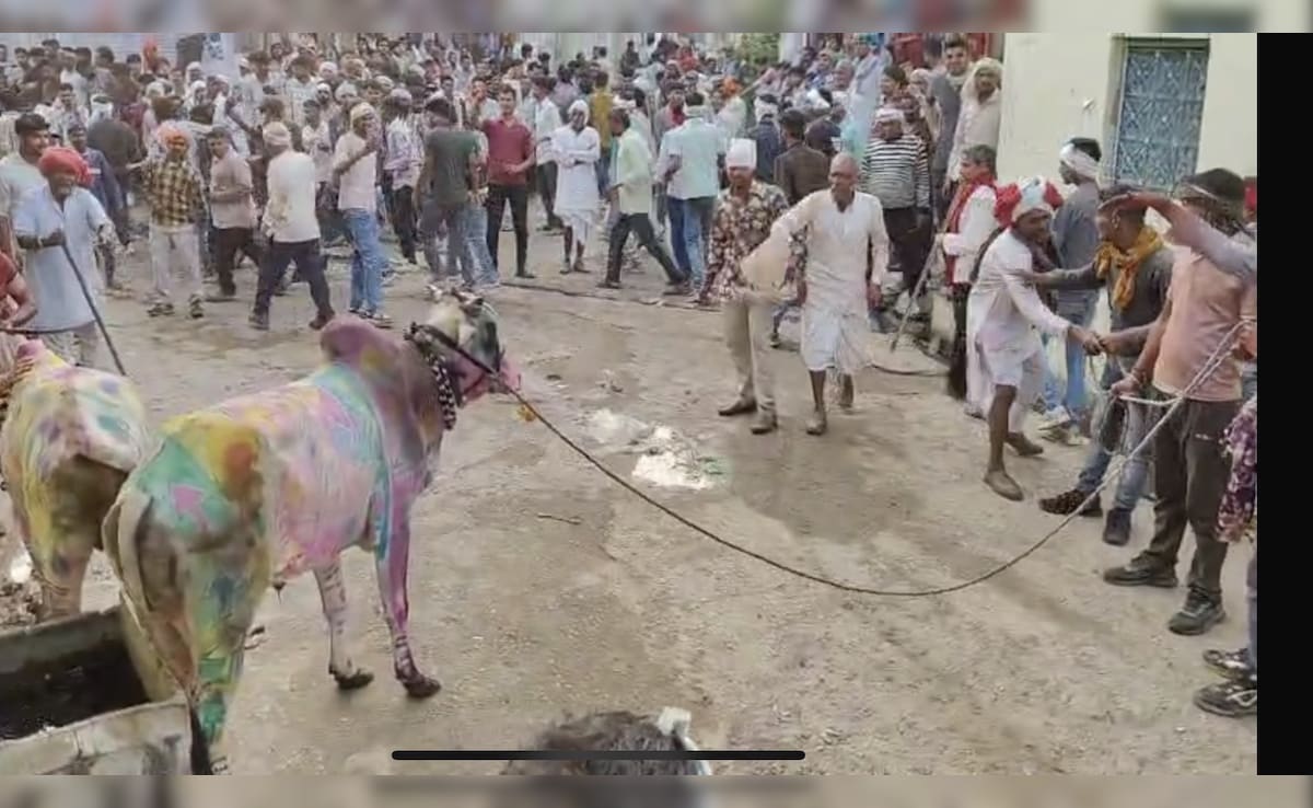 स्पेन की बुल रेस जैसी परंपरा राजस्थान में भी, पूजा के बाद बैलों को मदिरा पिलाकर होती है रेस 