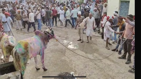 स्पेन की बुल रेस जैसी परंपरा राजस्थान में भी, पूजा के बाद बैलों को मदिरा पिलाकर होती है रेस 