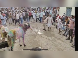 स्पेन की बुल रेस जैसी परंपरा राजस्थान में भी, पूजा के बाद बैलों को मदिरा पिलाकर होती है रेस  स्पेन की बुल रेस जैसी परंपरा राजस्थान में भी, पूजा के बाद बैलों को मदिरा पिलाकर होती है रेस