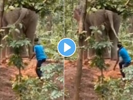 Video माधुरी हत्तीणीवर जीवापाड प्रेम! पण या हत्तीवर लोकांनी फेकले दगड, नेटकरी संतापले, ही माणसं नाहीत..राक्षसच Video माधुरी हत्तीणीवर जीवापाड प्रेम! पण या हत्तीवर लोकांनी फेकले दगड, नेटकरी संतापले, ही माणसं नाहीत..राक्षसच