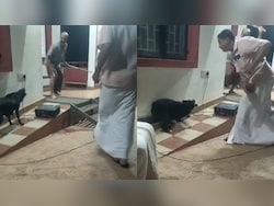 Dog Joins Cast Midway, Bites Actor In Kerala Street Play On Strays