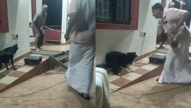Dog Joins Cast Midway, Bites Actor In Kerala Street Play On Strays