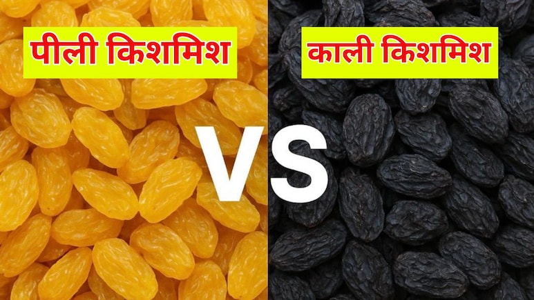 पीली और काली किशमिश में क्या अंतर है? न्यूट्रिशनिस्ट से जानें कौन सी किशमिश खाना ज्यादा फायदेमंद होता है पीली और काली किशमिश में क्या अंतर है? न्यूट्रिशनिस्ट से जानें कौन सी किशमिश खाना ज्यादा फायदेमंद होता है