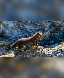 Mink vs Otter: What's The Difference