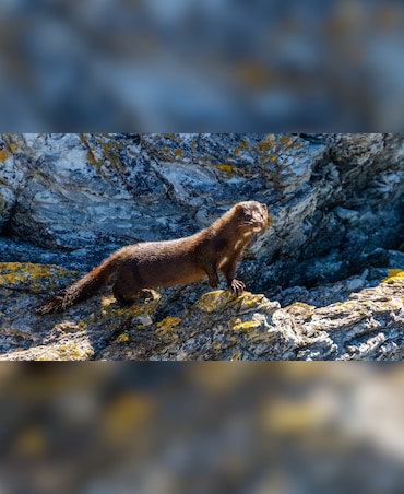 Mink vs Otter: What's The Difference
