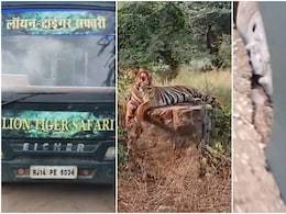 नाहरगढ़ टाइगर सफारी: सड़क पर धंसा पर्यटकों का वाहन, बाघ के सामने 30 मिनट तक अटकी रहीं जान! नाहरगढ़ टाइगर सफारी: सड़क पर धंसा पर्यटकों का वाहन, बाघ के सामने 30 मिनट तक अटकी रहीं जान!