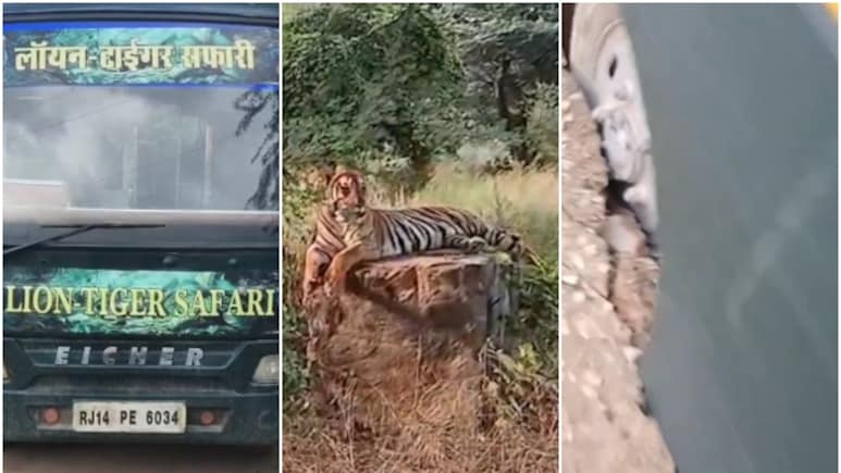 नाहरगढ़ टाइगर सफारी: सड़क पर धंसा पर्यटकों का वाहन, बाघ के सामने 30 मिनट तक अटकी रहीं जान! नाहरगढ़ टाइगर सफारी: सड़क पर धंसा पर्यटकों का वाहन, बाघ के सामने 30 मिनट तक अटकी रहीं जान!