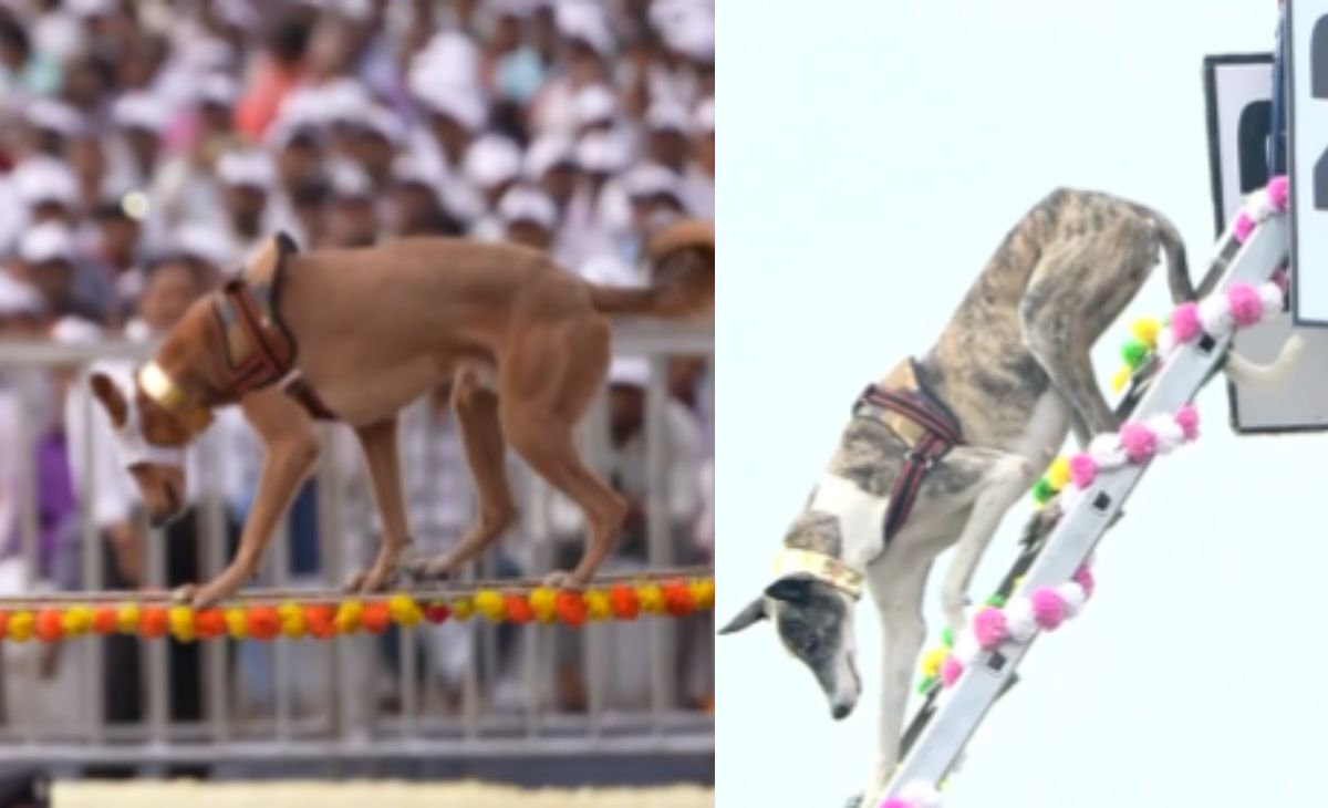 PM Modi Praises Indigenous Dog Breeds