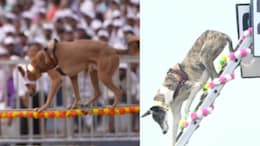 PM Modi Hails Demonstrations By Indigenous Dogs At Rashtriya Ekta Divas