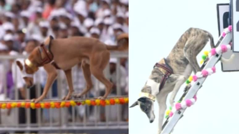 PM Modi Hails Demonstrations By Indigenous Dogs At Rashtriya Ekta Divas