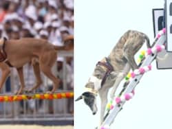 PM Modi Hails Demonstrations By Indigenous Dogs At Rashtriya Ekta Divas