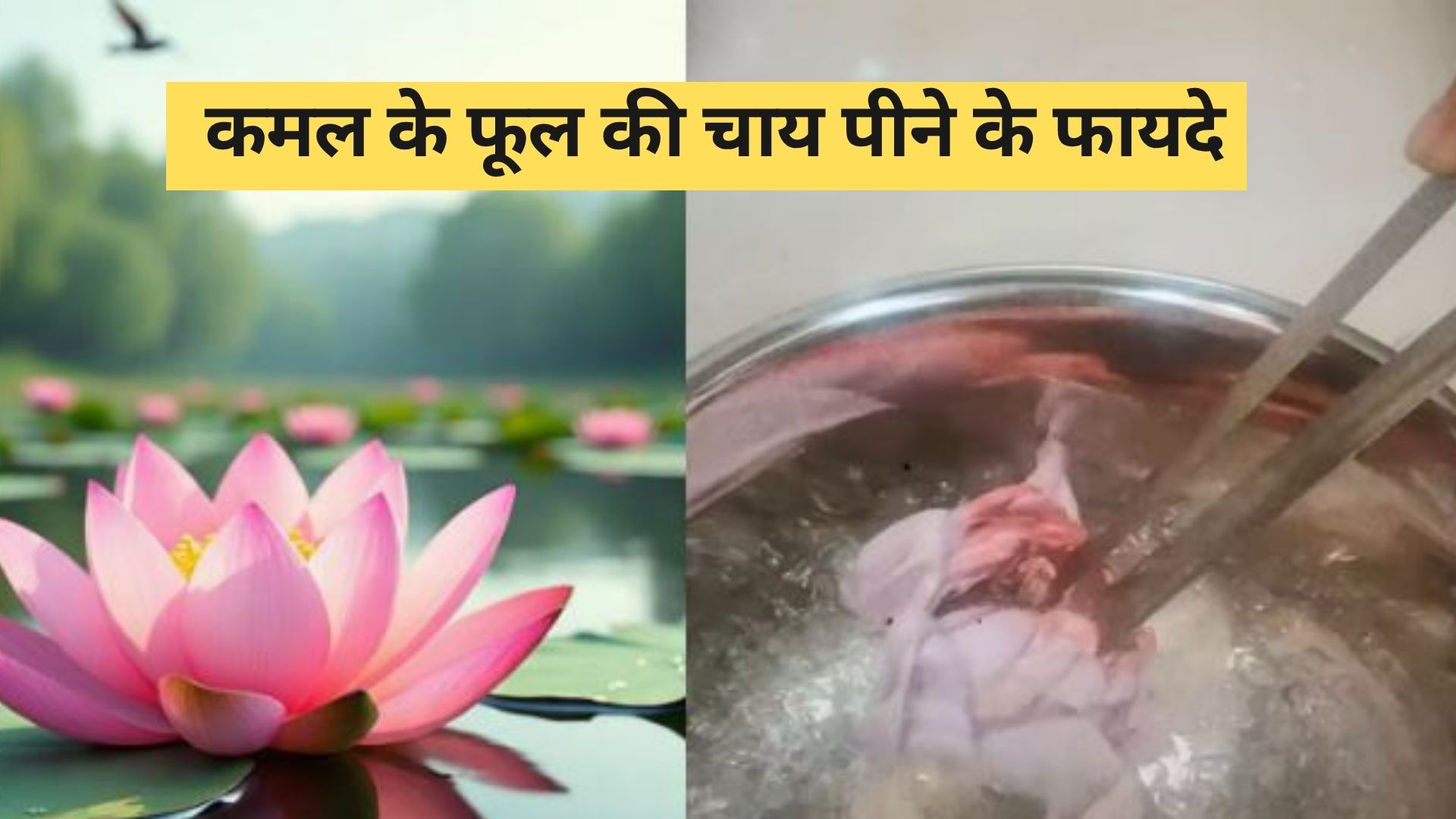कमल के फूल की चाय शरीर से निचोड़ कर बाहर निकाल देगी ये रोग, जान लें इसे बनाने का तरीका