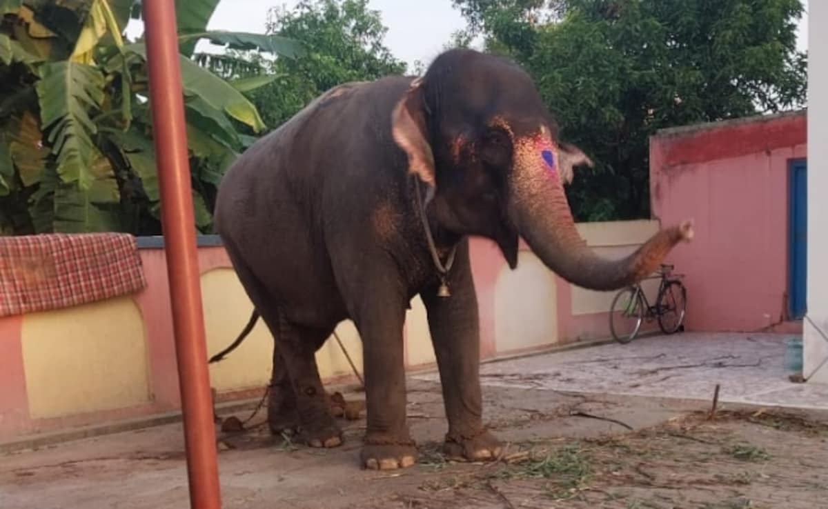 Rs 40-Lakh Elephant Stolen In Jharkhand, Sold For Rs 27 Lakh In Bihar