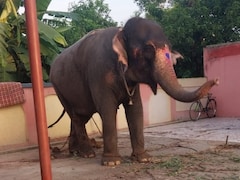 Rs 40-Lakh Elephant Stolen In Jharkhand, Sold For Rs 27 Lakh In Bihar