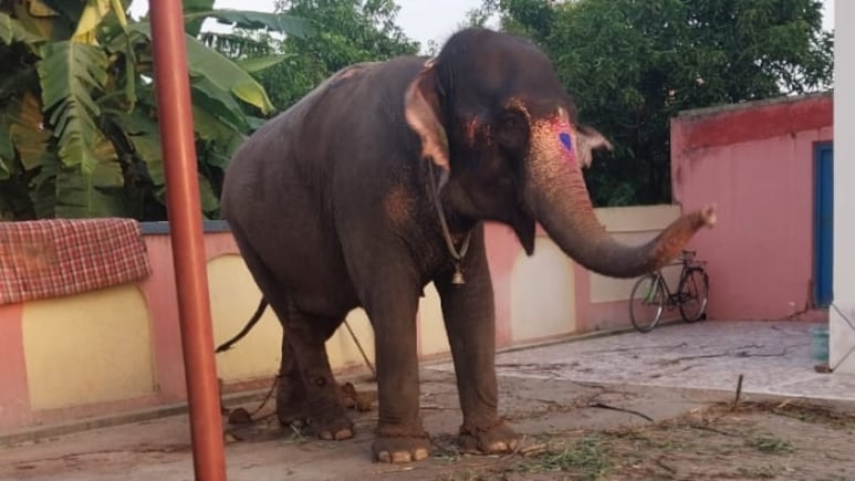 Rs 40-Lakh Elephant Stolen In Jharkhand, Sold For Rs 27 Lakh In Bihar