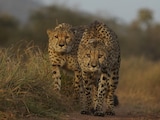 3 More Cheetahs To Be Released Into The Wild At Kuno NationalParkTomorrow 3 More Cheetahs To Be Released Into The Wild At Kuno NationalParkTomorrow