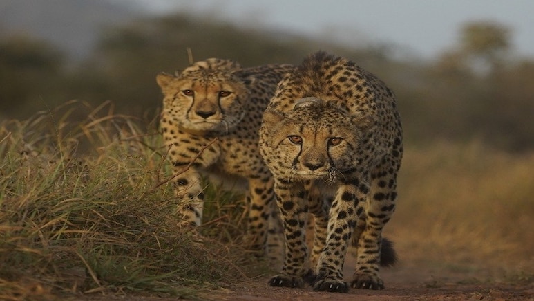 Cheetahs in MP: अब नौरादेही अभयारण्य में भी चीते छोड़ने की योजना, CM मोहन यादव ने किया ऐलान Cheetahs in MP: अब नौरादेही अभयारण्य में भी चीते छोड़ने की योजना, CM मोहन यादव ने किया ऐलान