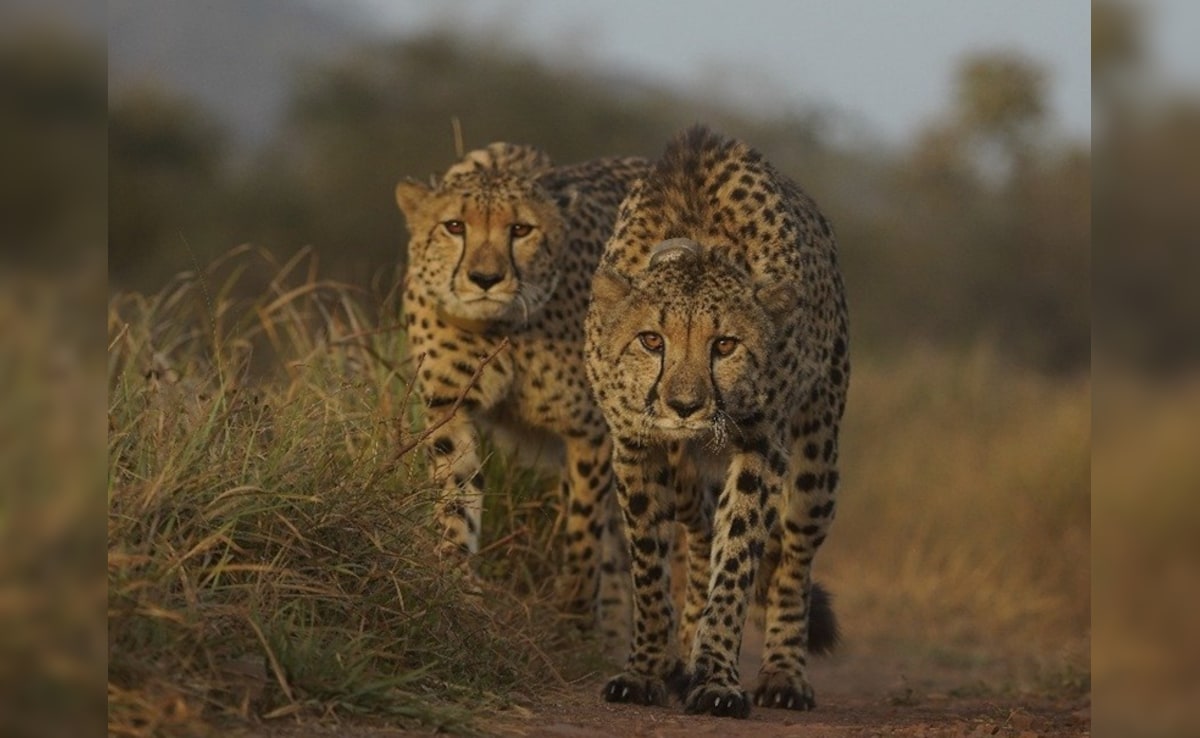 3 More Cheetahs To Be Released Into The Wild At Kuno NationalParkTomorrow