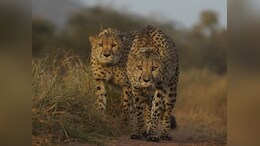 3 More Cheetahs To Be Released Into The Wild At Kuno National Park Tomorrow