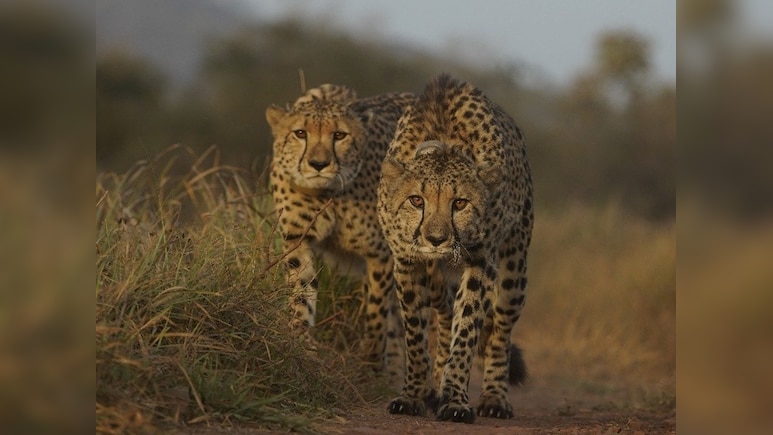 3 More Cheetahs To Be Released Into The Wild At Kuno NationalParkTomorrow