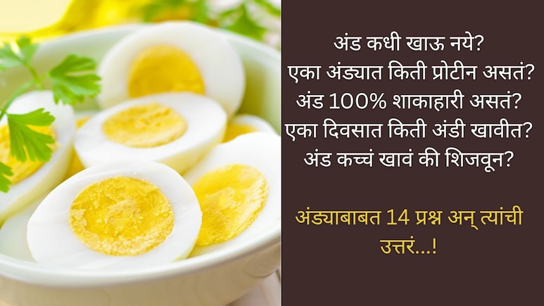 अंड 100% शाकाहारी असतं? अंड कधी खाऊ नये, एका अंड्यात किती प्रोटीन असतं, 14 प्रश्न आणि त्यांची उत्तरं! अंड 100% शाकाहारी असतं? अंड कधी खाऊ नये, एका अंड्यात किती प्रोटीन असतं, 14 प्रश्न आणि त्यांची उत्तरं!