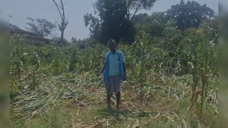 Rain in Chhattisgarh: जशपुर के छतासराई गांव में आंधी-तूफान और ओलावृष्टि, फसलें चौपट