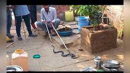 Snake In Kitchen : रसोई में निकला 5 फीट लंबा जहरीला सांप, देख परिवार में मचा हड़कंप
