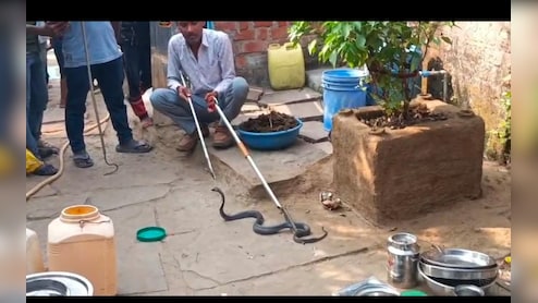 Snake In Kitchen : रसोई में निकला 5 फीट लंबा जहरीला सांप, देख परिवार में मचा हड़कंप