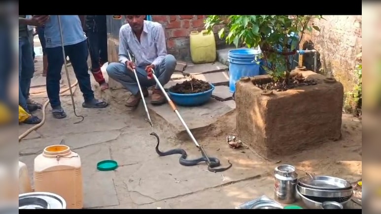 Snake In Kitchen : रसोई में निकला 5 फीट लंबा जहरीला सांप, देख परिवार में मचा हड़कंप Snake In Kitchen : रसोई में निकला 5 फीट लंबा जहरीला सांप, देख परिवार में मचा हड़कंप
