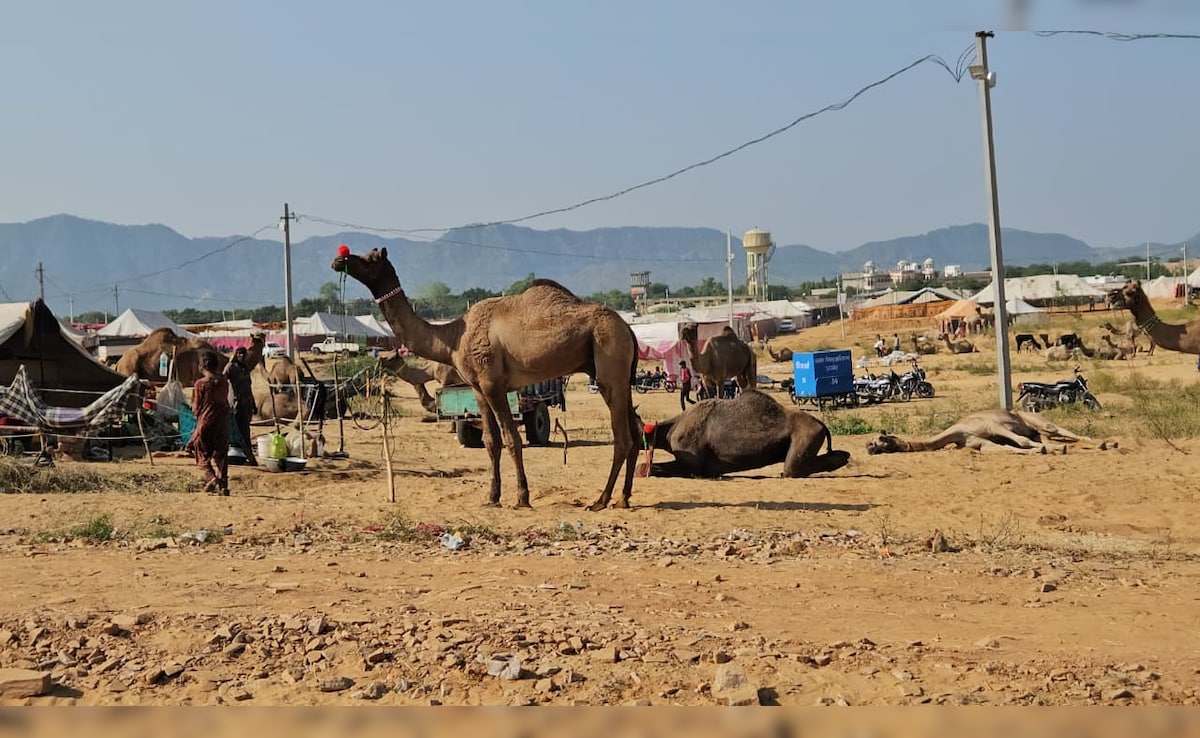 Latest and Breaking News on NDTV