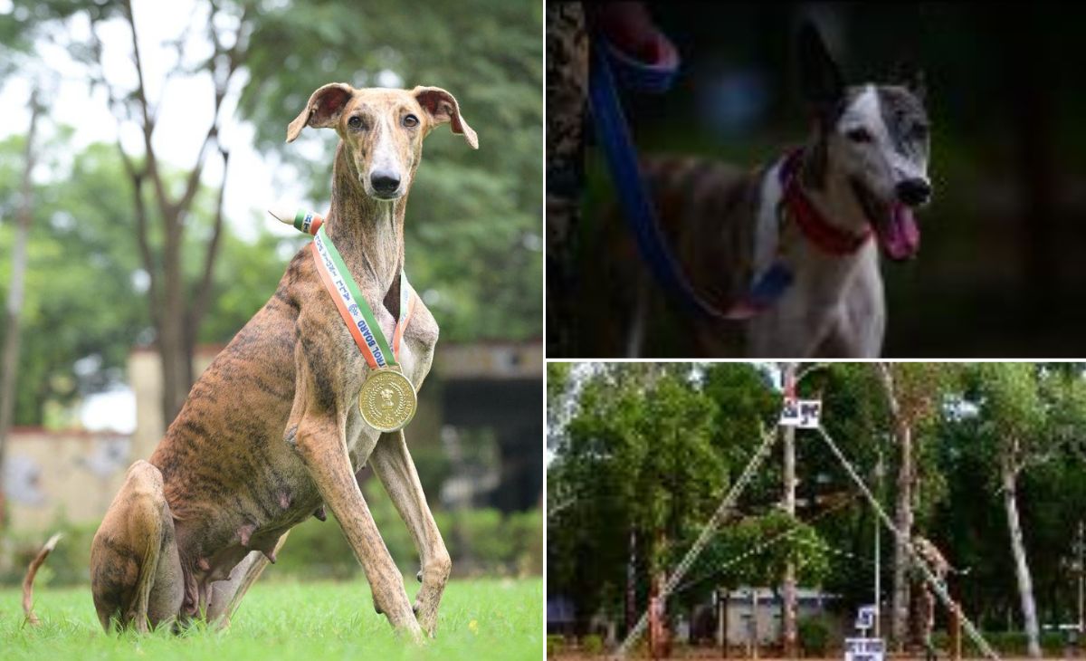 भारतीय सेना में देसी Dogs ने मचाई धूम, 116 विदेशी नस्लों को पीछे छोड़ जीता सर्वश्रेष्ठ ट्रैकर का अवार्ड