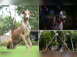 BSF की ट्रेनिंग से देसी Dogs ने मचाई धूम, 116 विदेशी नस्लों को पीछे छोड़ जीता सर्वश्रेष्ठ ट्रैकर का अवार्ड BSF की ट्रेनिंग से देसी Dogs ने मचाई धूम, 116 विदेशी नस्लों को पीछे छोड़ जीता सर्वश्रेष्ठ ट्रैकर का अवार्ड