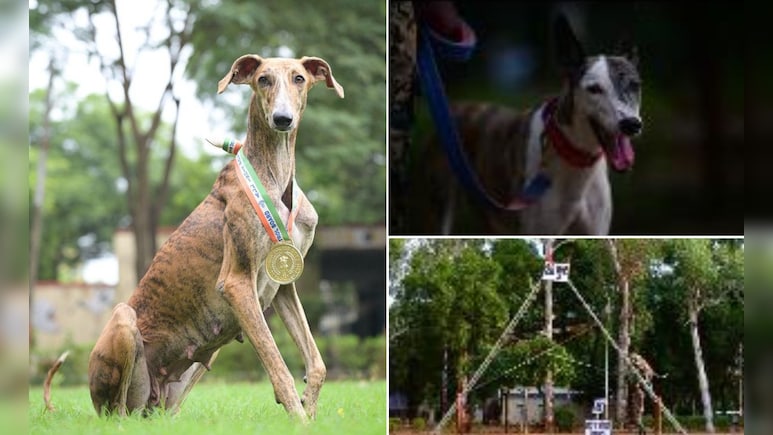 BSF की ट्रेनिंग से देसी Dogs ने मचाई धूम, 116 विदेशी नस्लों को पीछे छोड़ जीता सर्वश्रेष्ठ ट्रैकर का अवार्ड BSF की ट्रेनिंग से देसी Dogs ने मचाई धूम, 116 विदेशी नस्लों को पीछे छोड़ जीता सर्वश्रेष्ठ ट्रैकर का अवार्ड