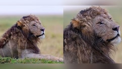 जब जंगल में टहलता नजर आया घुंघराले बालों वाला शेर, स्टाइल देख दीवाना हो गया इंटरनेट, बोला- उफ ये जुल्फें