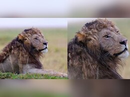 जब जंगल में टहलता नजर आया घुंघराले बालों वाला शेर, स्टाइल देख दीवाना हो गया इंटरनेट, बोला- उफ ये जुल्फें जब जंगल में टहलता नजर आया घुंघराले बालों वाला शेर, स्टाइल देख दीवाना हो गया इंटरनेट, बोला- उफ ये जुल्फें